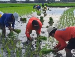 Antisipasi Kemarau, Dinas Pertanian Maros Siapkan Strategi Air dan Tanam Terpadu Selamatkan Ribuan Hektare Sawah